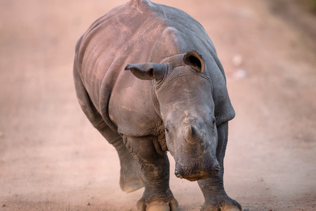 Charging Baby White Rhino in Kruger National Parkの写真素材