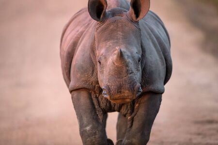 Charging Baby White Rhino in Kruger National Parkの写真素材