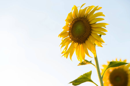 sunflower in white background is isolate