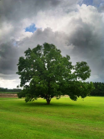 tree in the grass field