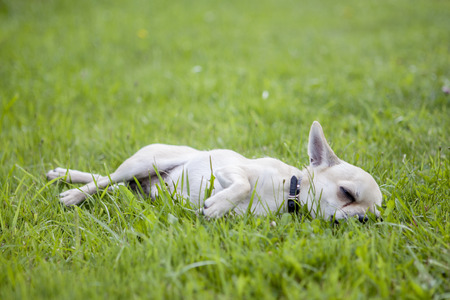 Dog sleeps on green grassの写真素材