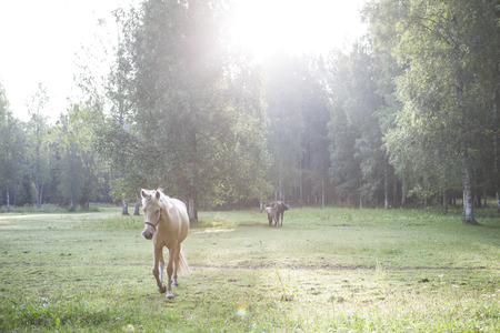 White horse in early morning sunlightの写真素材