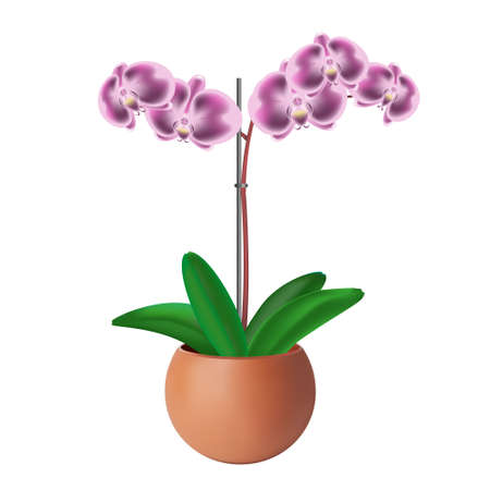 Orchid purple houseplant. Set of flowers with buds, green leaves, stem growing in a clay pot. Botanical floral realistic style. Isolated white background. Vector illustration.のイラスト素材