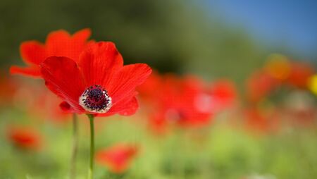 poppies fieldの写真素材