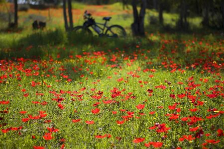 Rest after bucycles trip in the field full of poppiesの写真素材