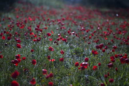 the field of poppies in the morning lightの写真素材