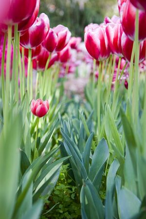 garden in spring timeの写真素材