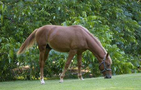 Horse on a green meadowの写真素材