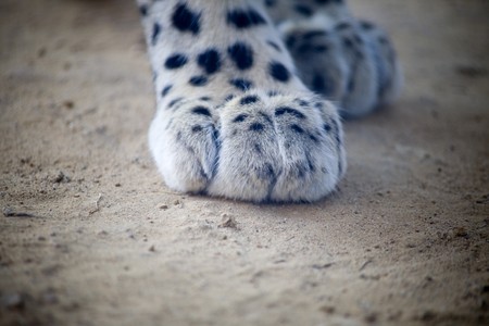Persian leopards feetの写真素材