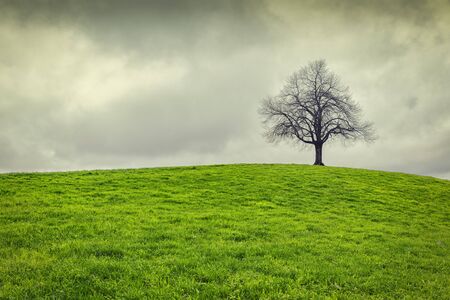 Dramatic sky over old lonely tree - Lonely treeの写真素材