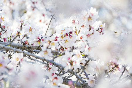 Spring blossoming garden. Close up of  blossoming flowersの写真素材
