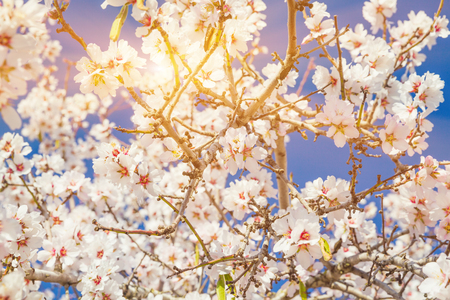 Spring blossoming garden. Close up of  blossoming flowersの写真素材