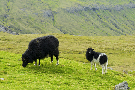 Black sheep zzand lamb looking to camera, Faroe Islandsの写真素材