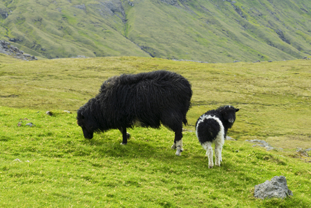 Black sheep zzand lamb looking to camera, Faroe Islandsの写真素材