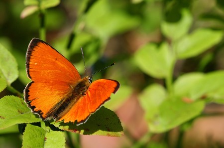 Macro photo of butterfly on leafの写真素材