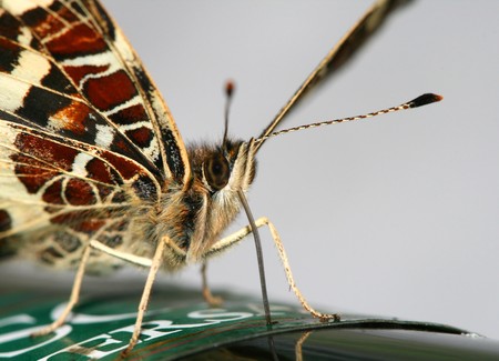 This macro was made when butterfly was tasted the sweet の写真素材