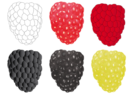 Set with raspberries. Vector illustration. Raspberry of different varieties.のイラスト素材