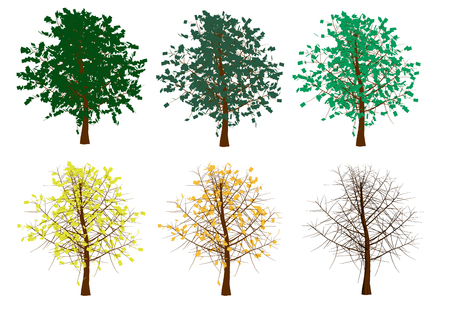 Set with trees from summer to winter. Autumn trees with yellowed leaves. The sequence of falling leaves is trees. Vector illustration.のイラスト素材