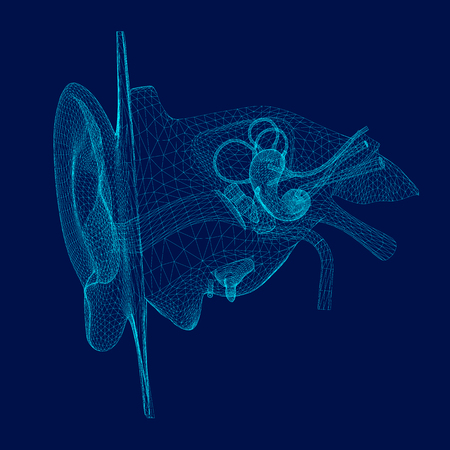 Wireframe of the internal structure of the human ear. 3D. Front view. Vector illustrationのイラスト素材