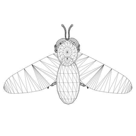 Bee wireframe. View from above. Bee isolated on white background. Vector illustrationのイラスト素材