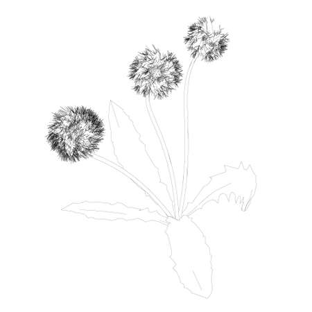 Dandelion contour isolated on white background. Vector illustrationのイラスト素材