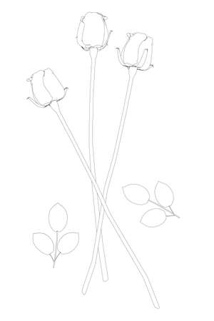 Contour of a bouquet of three roses from black lines isolated on a white background. Vector illustrationのイラスト素材