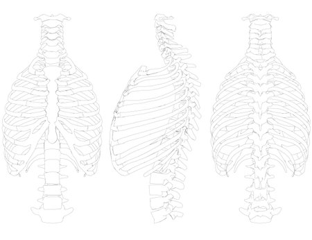 Set with the contour of the chest and human spine. Front, side, back 3D. Vector illustrationのイラスト素材