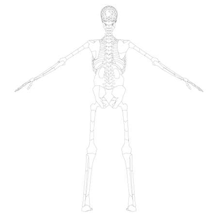 The contour of the human skeleton with raised hands. Back view. Vector illustrationのイラスト素材