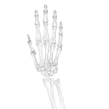 Wire-frame skeleton of human hand isolated on white background. 3D. Vector illustrationのイラスト素材