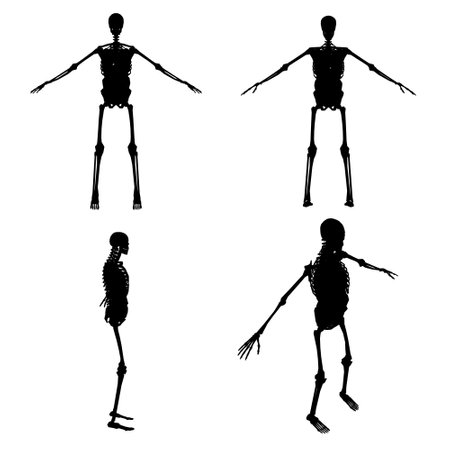 Set with silhouettes of a human skeleton with internal organs in various positions isolated on a white background. Vector illustrationのイラスト素材