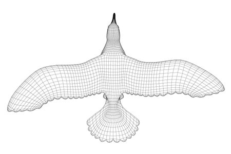 Flying bird wireframe isolated on white background. View from above. 3D. Vector illustrationのイラスト素材