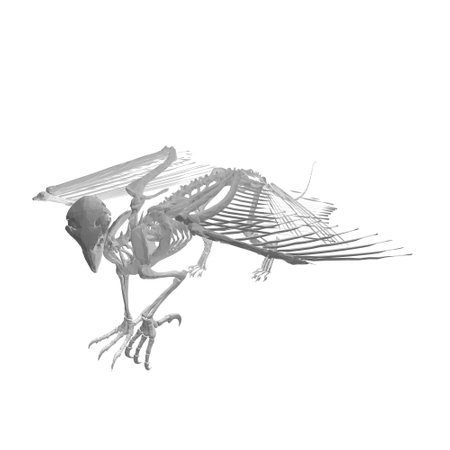 Pteronodon skeleton cartoon, Vector skeleton of extinct ancient flying reptile Pteranodon. Isolated on white background. Polygonal 3d model..のイラスト素材