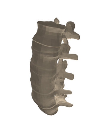 Vector illustration spine diagnostic symbol, design, sign. Vector icon. Line design. Spine bones and structure. Medicine and anatomy. Anatomical polygonal structure of man. Concept illustration. 3D..のイラスト素材