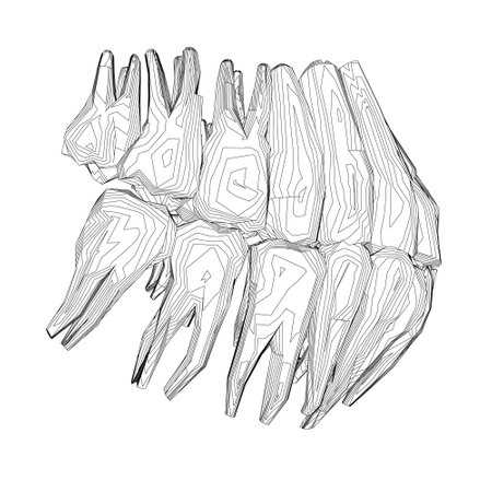 Teeth contour. Hand drawn different types of human tooth collection. Dentist graphic template. Engraving fangs and molars. Dental oral care. Toothache treatment. Vector dentistry set.のイラスト素材