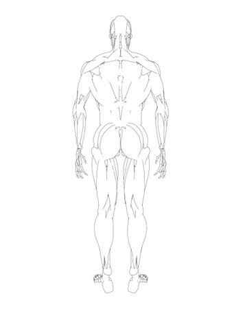 Human body anatomy male man contour, muscular system of muscles. Flat medical scheme poster of training healthcare gym outline, vector illustration. Male body muscular system sketch drawing..のイラスト素材