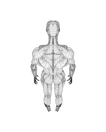 Human body anatomy male man wireframe, muscular system of muscles. Flat medical scheme poster of training healthcare gym wireframe, vector illustration. Male body muscular system sketch drawing. 3D..のイラスト素材
