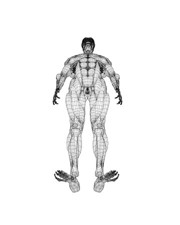 Human body anatomy male man wireframe, muscular system of muscles. Flat medical scheme poster of training healthcare gym wireframe, vector illustration. Male body muscular system sketch drawing. 3D..のイラスト素材