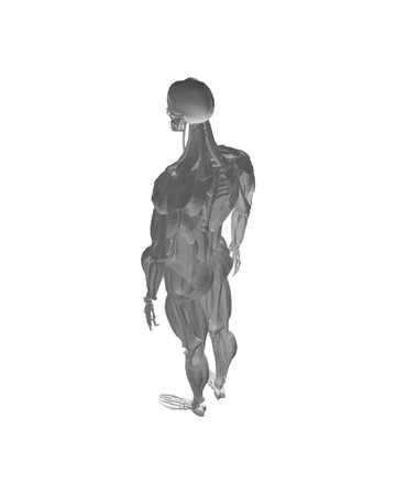 Human anatomy. Male body muscular system model. Anatomy of male muscular system - posterior and...