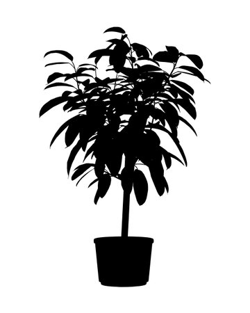 Potted Plant Vector Silhouette. Houseplant. Indoor flower with stems and leaves. Black on white backgroundのイラスト素材