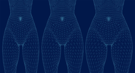 From thin to fat body people wireframe. Different proportions of woman bodies. Obese classification vector wireframe. 3Dのイラスト素材