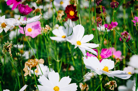 The garden of cosmos flowers.の写真素材