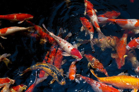 Koi fish. A group of colorful carp fish swimming in the fish pond. Beautiful animal background texture.の写真素材