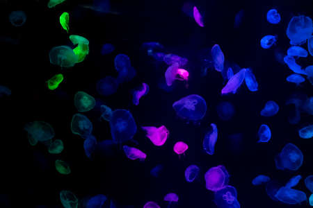 Beautiful light reflection on jellyfish in the aquariumの写真素材