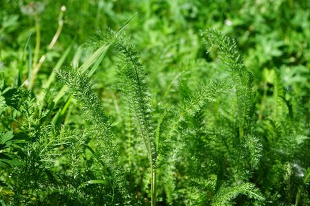 Grass close-up on a green background in the forestの写真素材