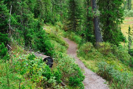 Path in the Siberian forestの写真素材