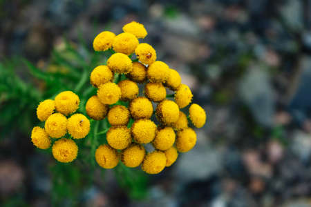 Yellow flowers with a ladybug in the forestの写真素材