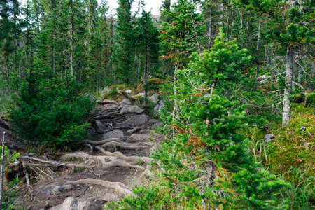 Landscape with a ladder of tree roots in a summer forestの写真素材