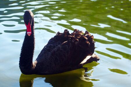 black swan          の写真素材