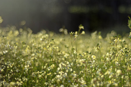 Green Garden