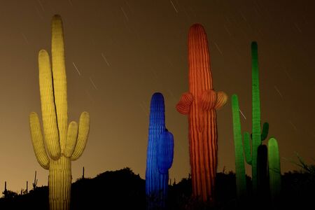 Colorful saguaro cactus at nightの写真素材